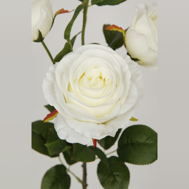 Zhen hui rose For sale