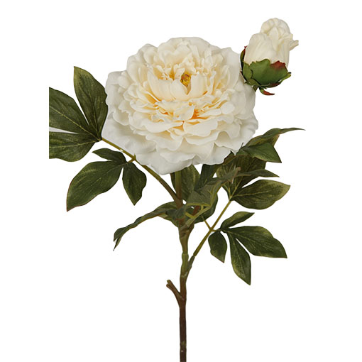 Luo yang peony suppliers China
